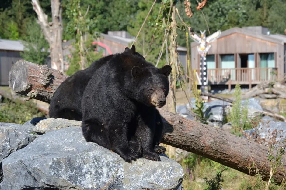 The Surprising Truth: We Scare Black Bears More Than They Scare Us (Image Credits: Pexels)