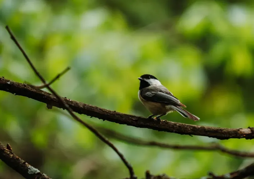 Birds: Backyard Visitors With Secret Agendas (Image Credits: Unsplash)