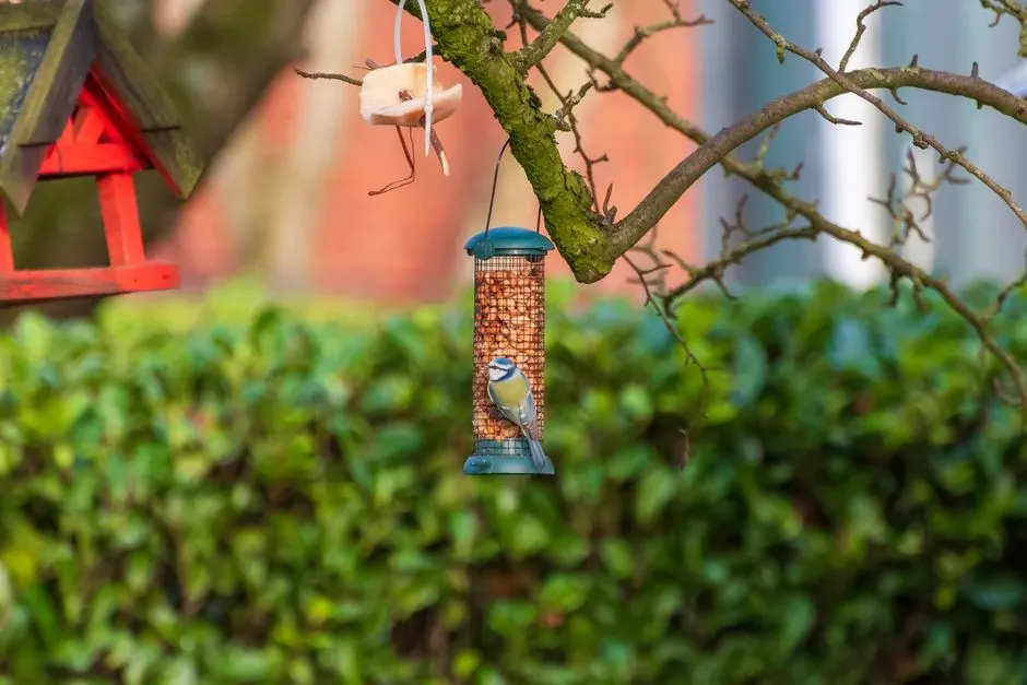 6. Position Feeders Near Dense Cover (Image Credits: Pexels)
