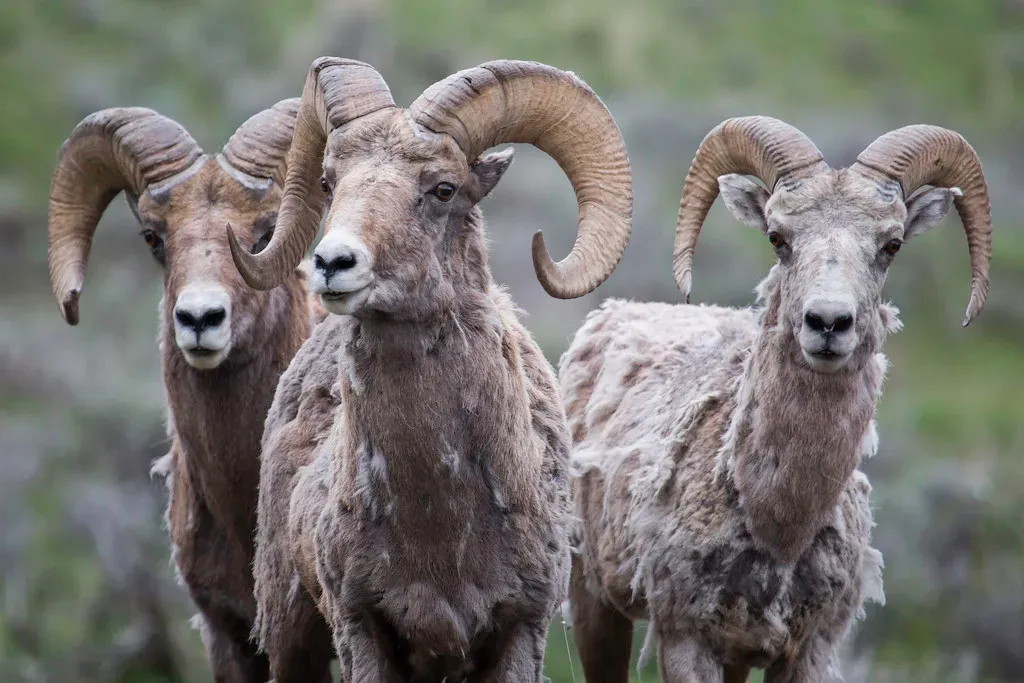The Elusive Ones: Yellowstone's Most Secretive Predators (Image Credits: Flickr)