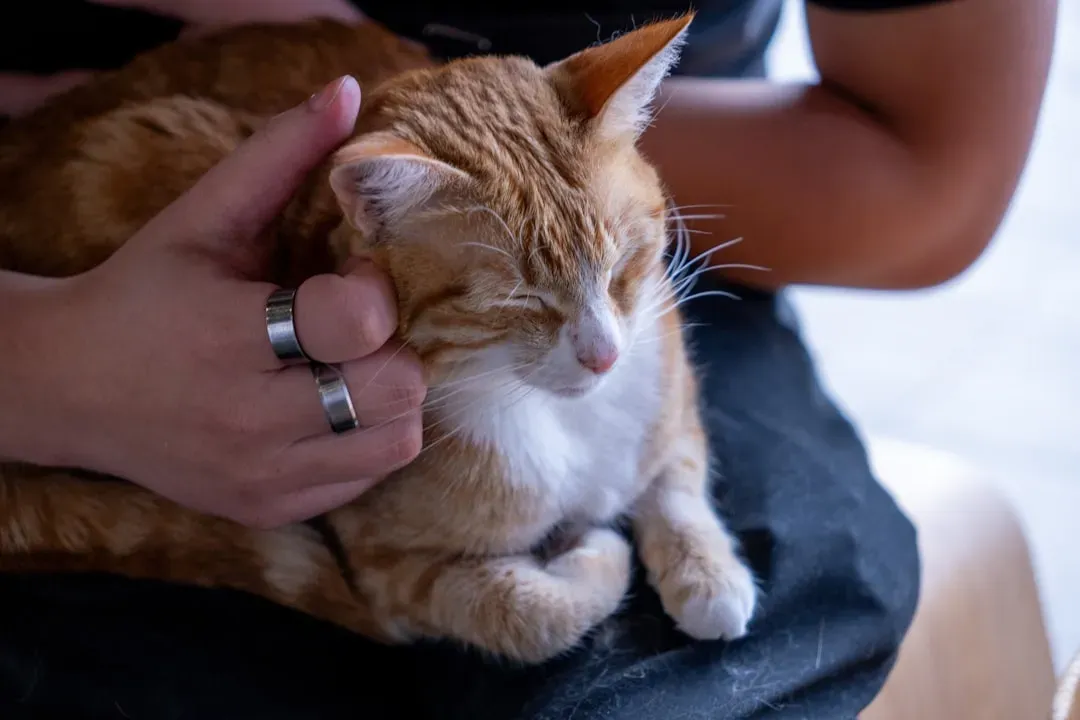 9. Purring: Not Just About Happiness (Image Credits: Unsplash)