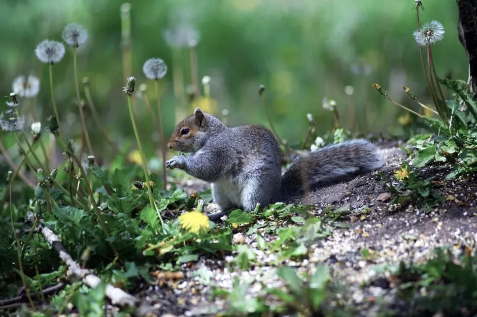 Seasonal Shifts Trigger Heightened Foraging (Image Credits: Pexels)