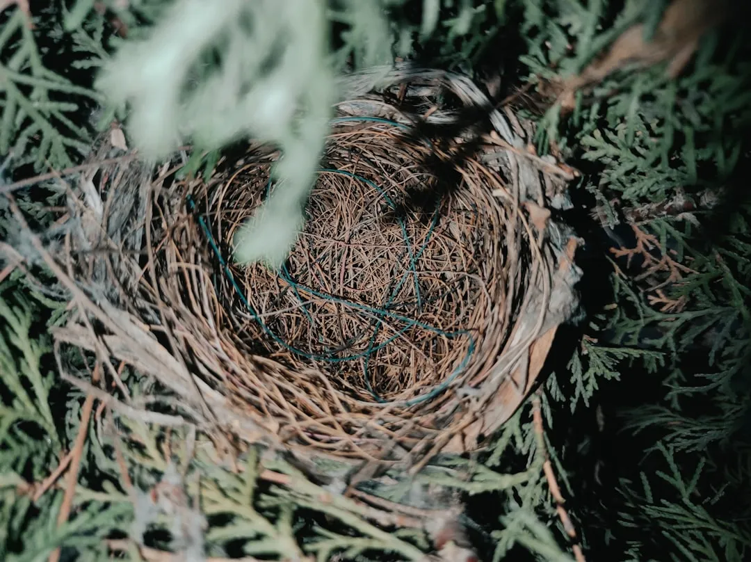 #7 Their Nests Are Functional, Messy, and Full of Odd Materials (Image Credits: Unsplash)
