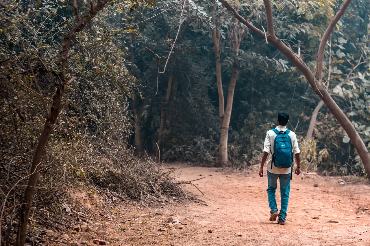 #4 - "Zombie Forests": Alive on the Outside, Dying Underneath (Image Credits: Pixabay)