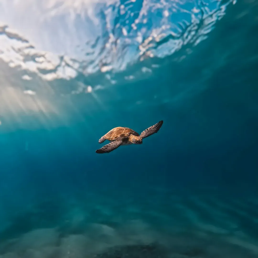#5: The Leatherback Can Dive Deeper Than Most Marine Mammals (Image Credits: Unsplash)