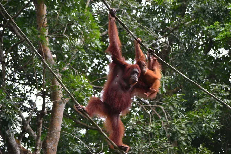Orangutans: Tree-Top Loners (Image Credits: Flickr)