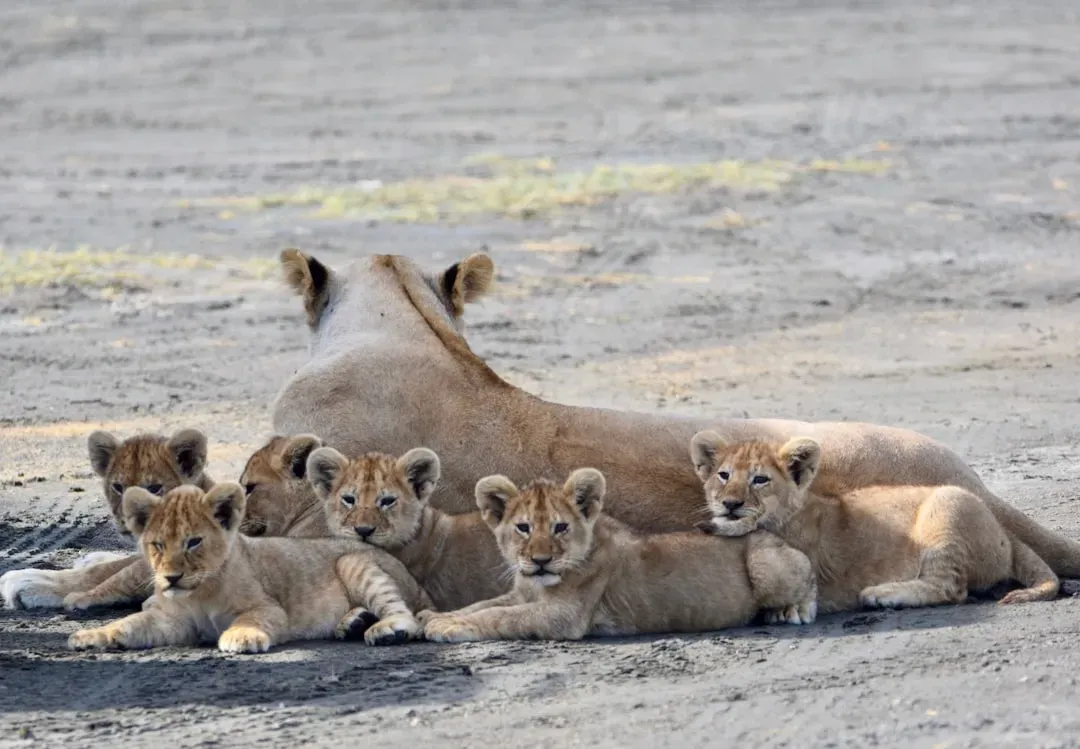 12. Lionesses Share Cub Care Through a Communal Nursery (Image Credits: Unsplash)