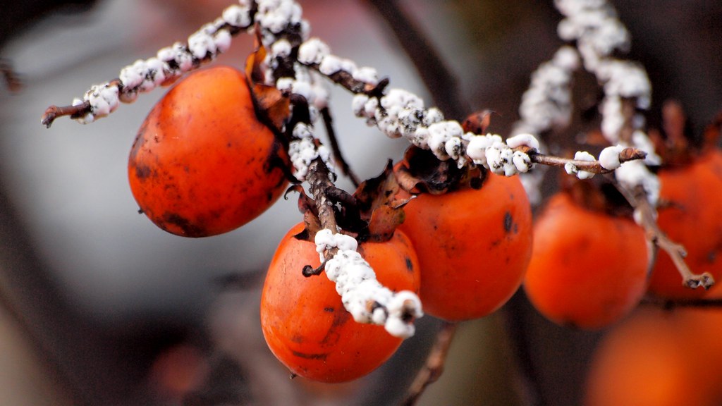 #2. Scale Insects - The Armored Plant Destroyers (Image Credits: Flickr)