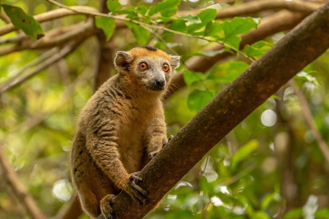 Isolation Shaped an Evolutionary Wonderland (Image Credits: Unsplash)