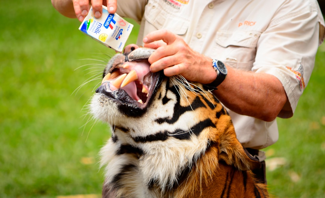 Social Bonds Between Tigers and Humans (Image Credits: Unsplash)