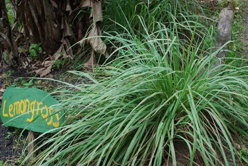 Citronella Grass (Image Credits: Flickr)