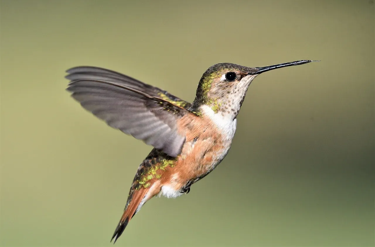 They Are the Only Birds That Can Fly Backwards (Image Credits: Pixabay)
