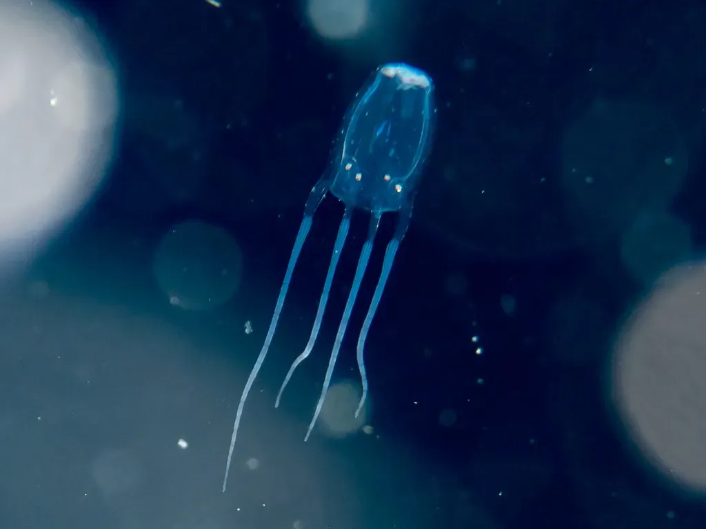 Box Jellyfish: The Transparent Terror (Image Credits: Flickr)