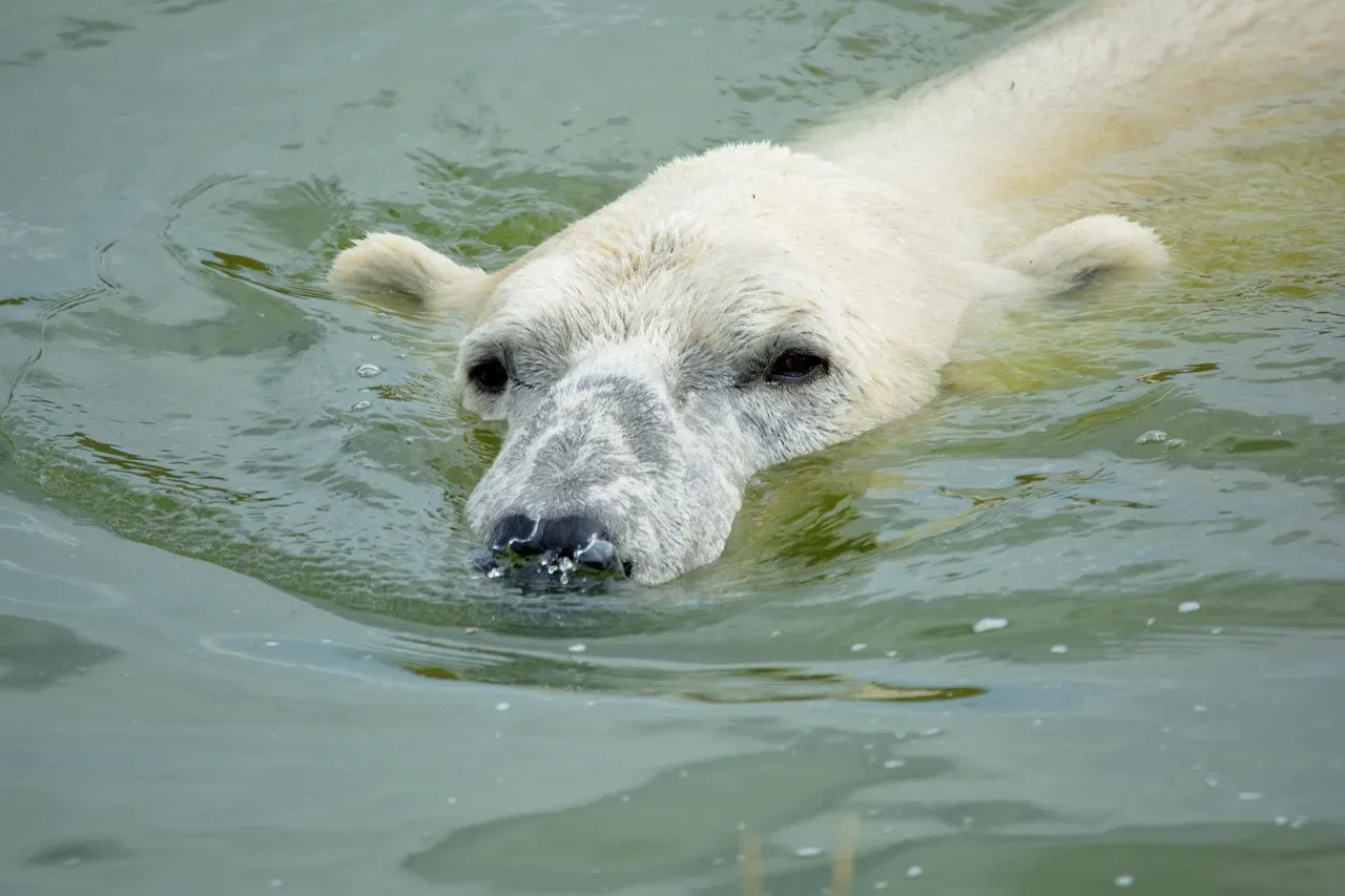They're Excellent Swimmers (Image Credits: Pixabay)