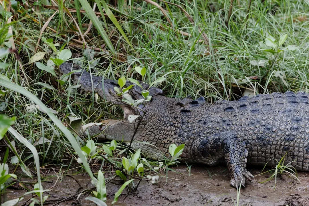 Crocodile Mothers: Gentle Giants with Razor-Sharp Teeth (Image Credits: Unsplash)