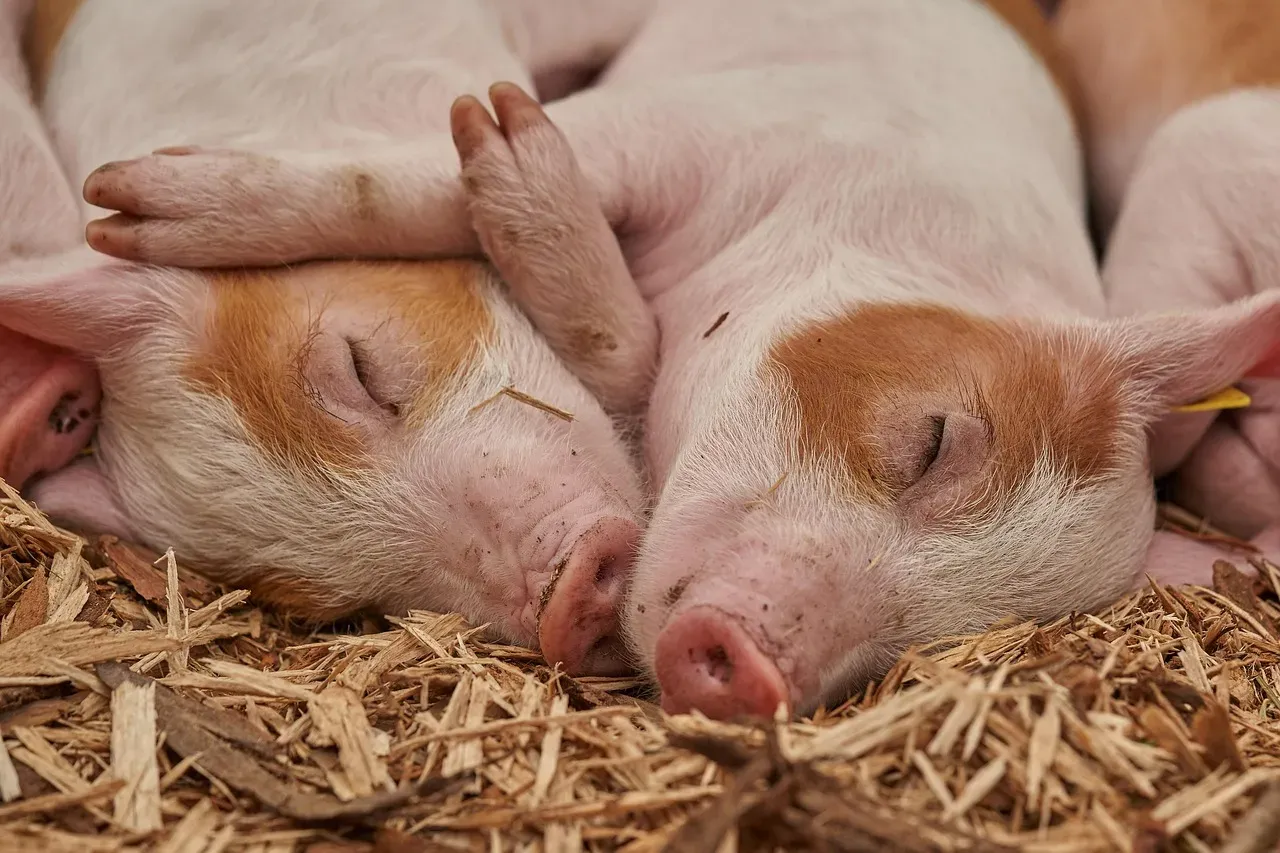 4. Millie and Her Sisters: The Cloned Piglets with a Medical Mission (Image Credits: Pixabay)