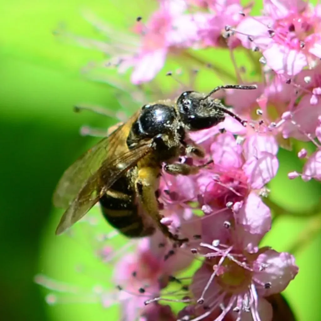 What Happens If We Lose the Bees? (Image Credits: Flickr)