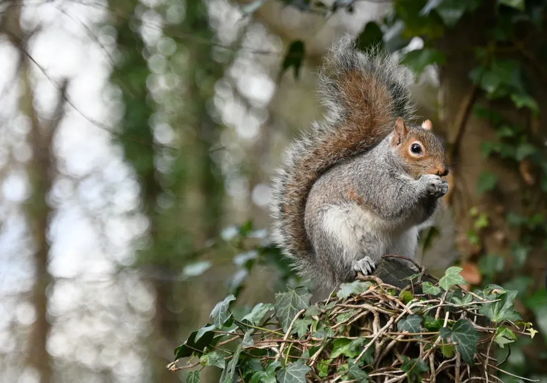 3. Building Nests Higher in the Trees (Image Credits: Unsplash)