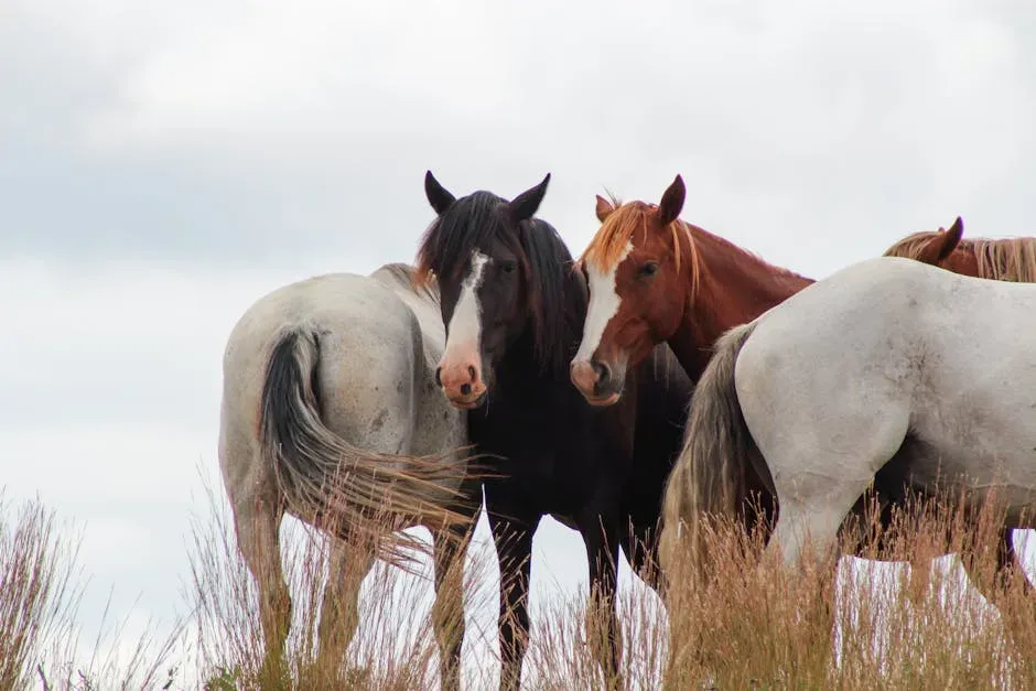 How Texas Lost Its Wild Herds (Image Credits: Pexels)