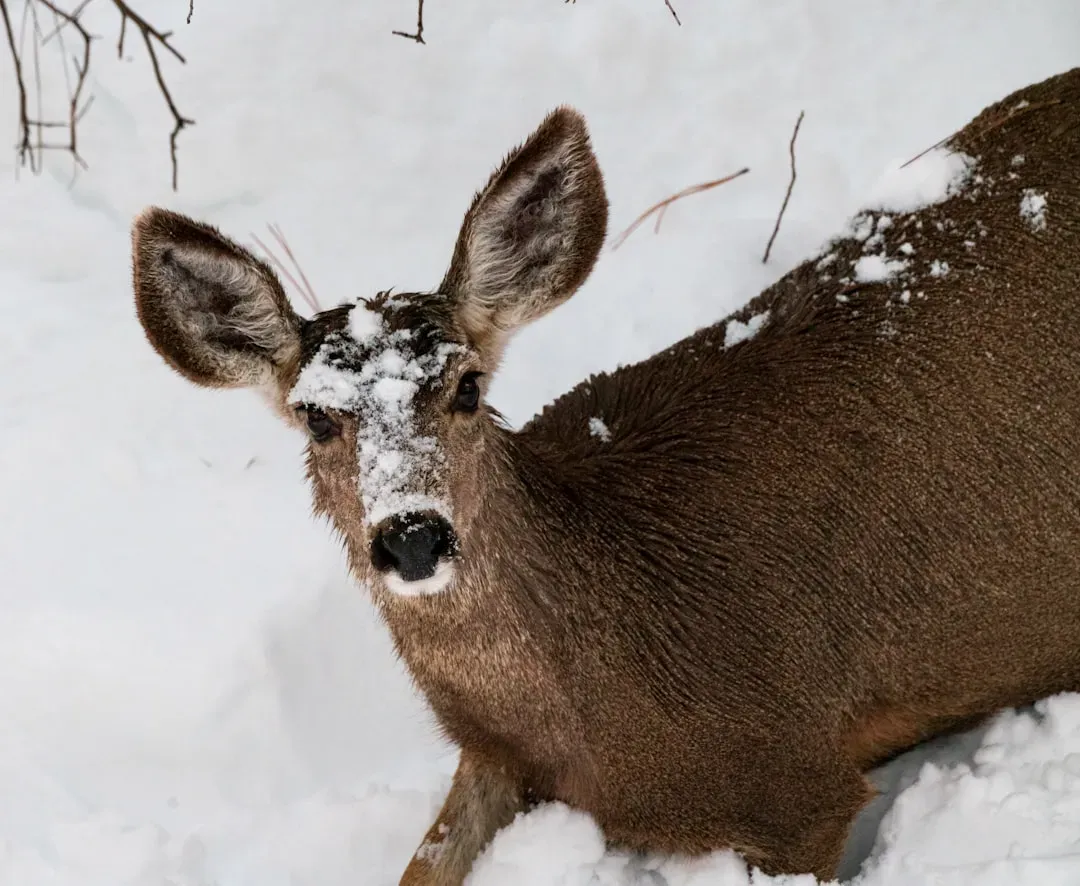 Deer: The Hungry Wanderers (Image Credits: Unsplash)