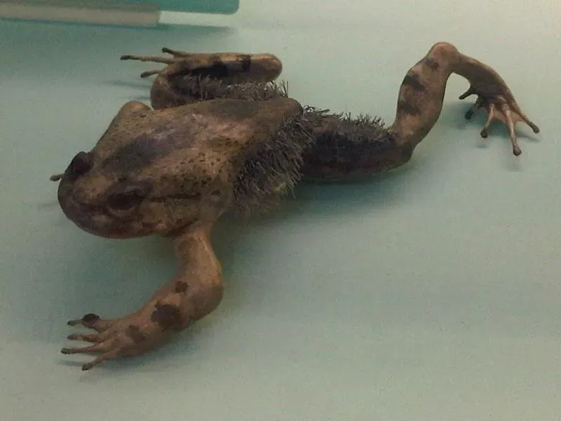 Hairy Frog: The Wolverine of Amphibians (Image Credits: Wikimedia)