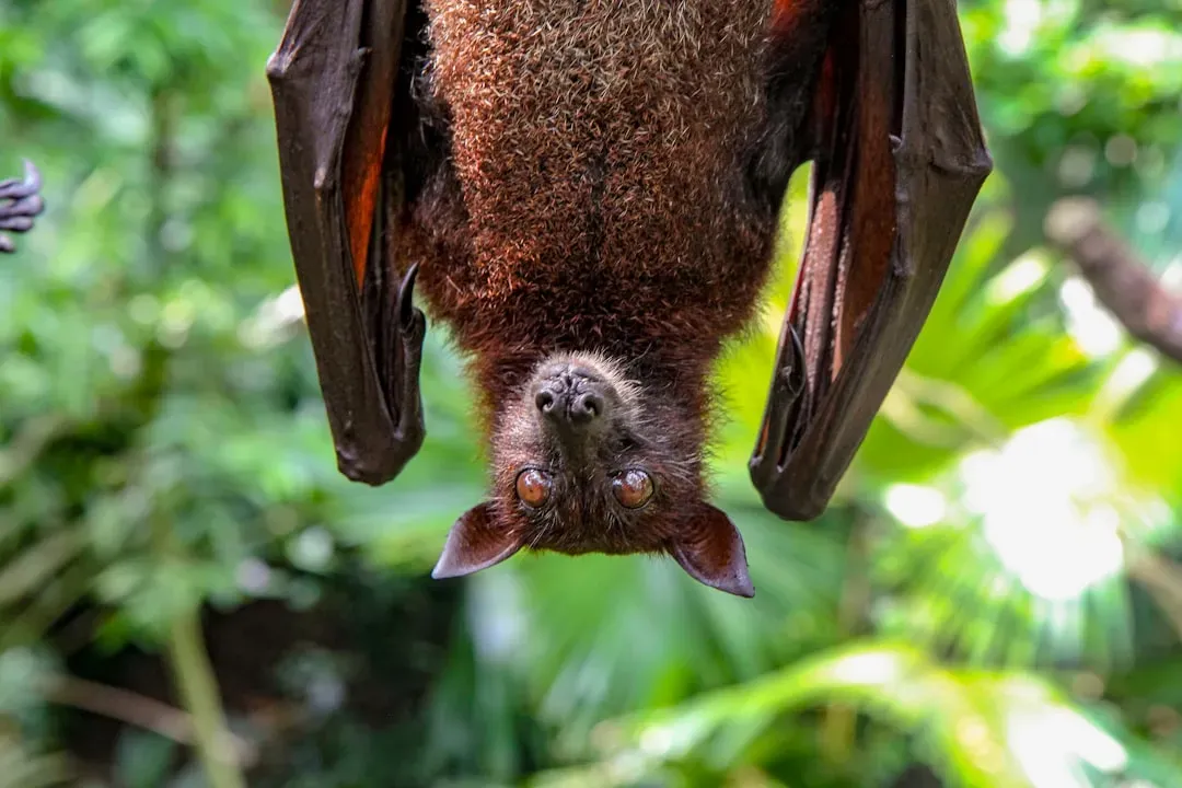 The Bat's Screech: Built-In Sonar (Image Credits: Unsplash)