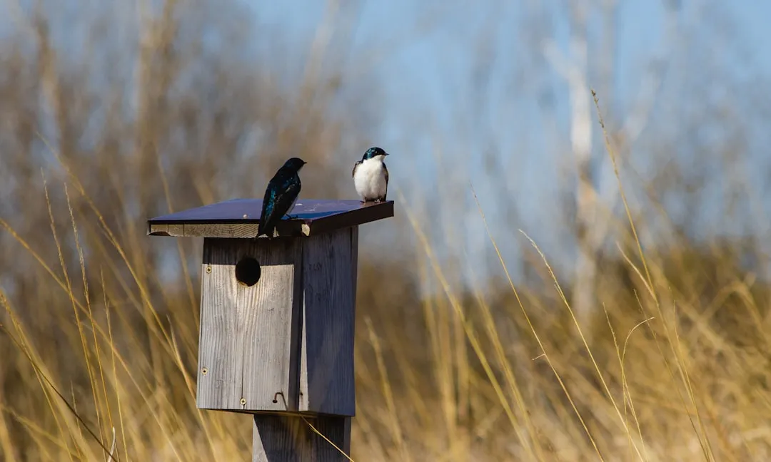 #11 - Install a Roosting Box, Not Just a Nest Box (Image Credits: Unsplash)