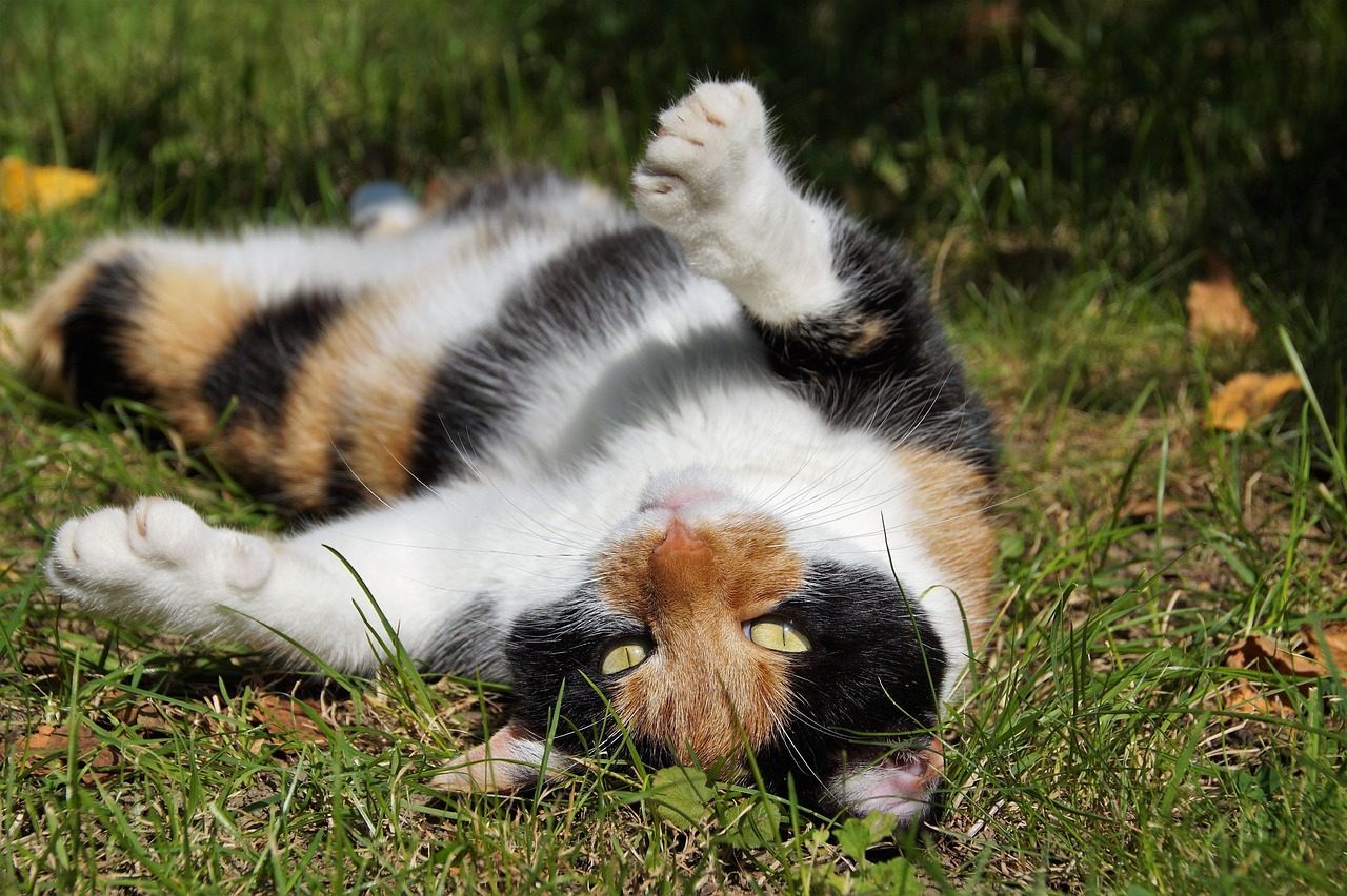 Belly Exposure (But Don't Touch) (Image Credits: Pixabay)