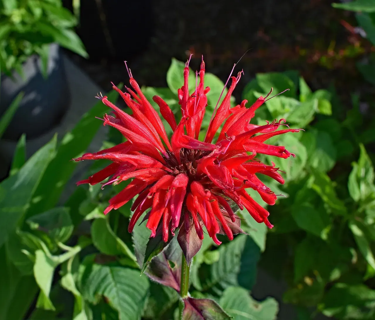 4. Bee Balm (Monarda didyma) - The Life of the Garden Party (Image Credits: Pixabay)