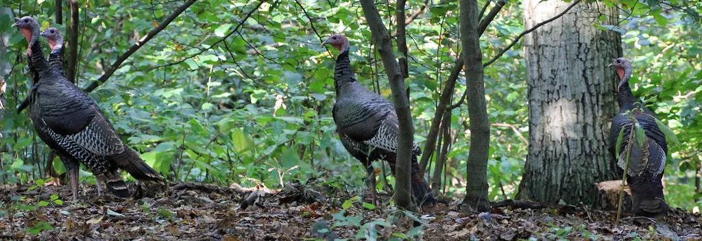 Conclusion – Why These Seven States Matter for Turkeys’ Future (DebiWatson, Flickr, CC BY 2.0)