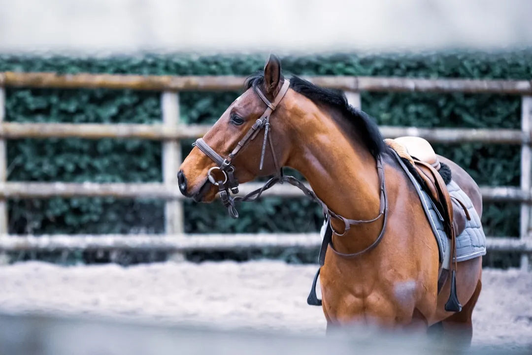Opinionated Conclusion: Your Horse Deserves More Than “Fine” (Image Credits: Unsplash)