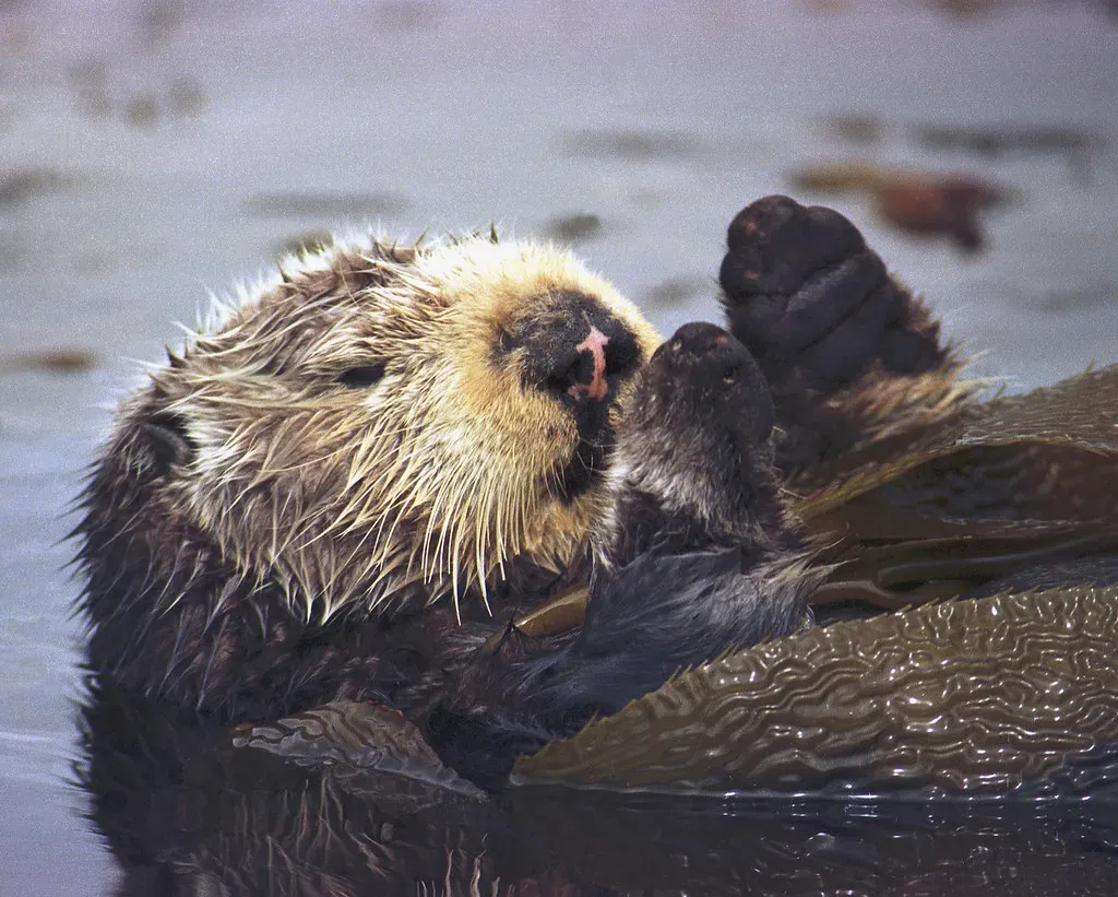 Sea Otters: Guardians of the Kelp Forests (Image Credits: Flickr)