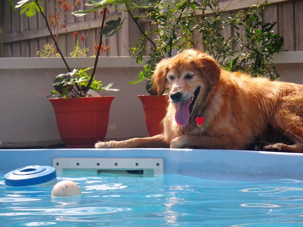 Unguarded Swimming Pools: Drowning Traps (Image Credits: Flickr)