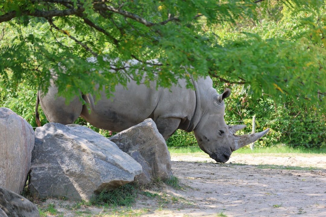Rhinoceroses Have Terrible Eyesight but Exceptional Smell (Image Credits: Unsplash)