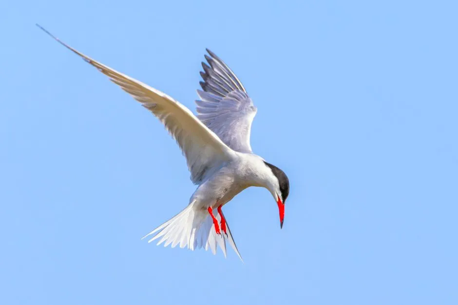 1. Arctic Tern – The Ultimate Long-Distance Champion (Image Credits: Pexels)
