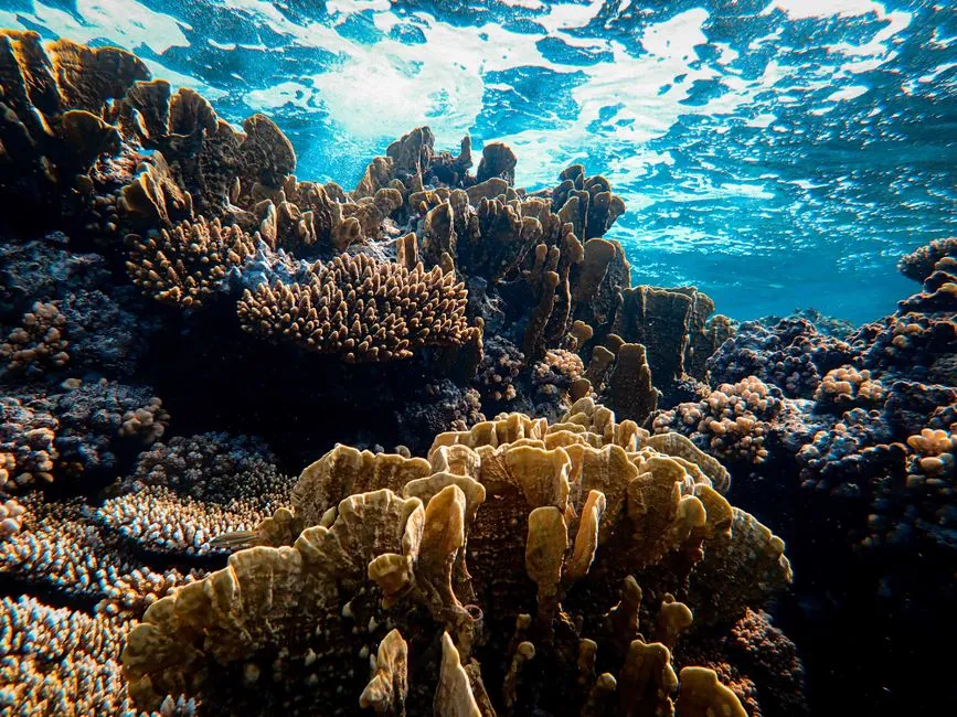 #7 Corals and Microscopic Algae: The Foundation of Reefs (Image Credits: Pexels)