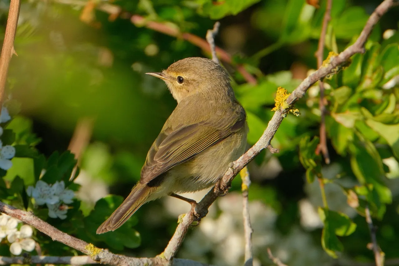 #6 - Chiffchaffs Barely Leave Anymore (Image Credits: Pixabay)