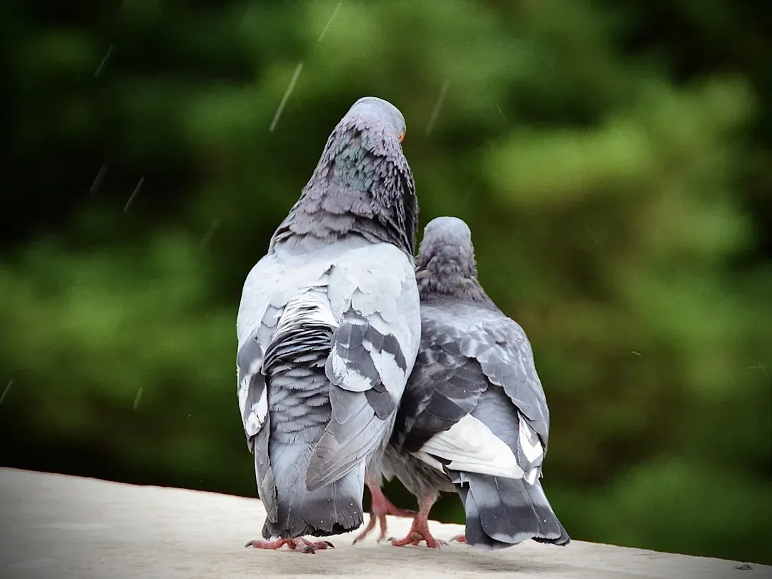 Mourning Dove: The Gentle Romantics (Image Credits: Unsplash)