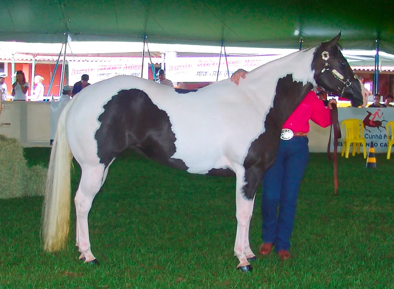 Paint Horse (Image Credits: Wikimedia)