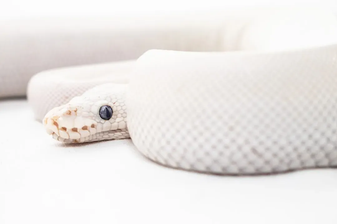 Blue-Eyed Leucistic Ball Python (Image Credits: Unsplash)