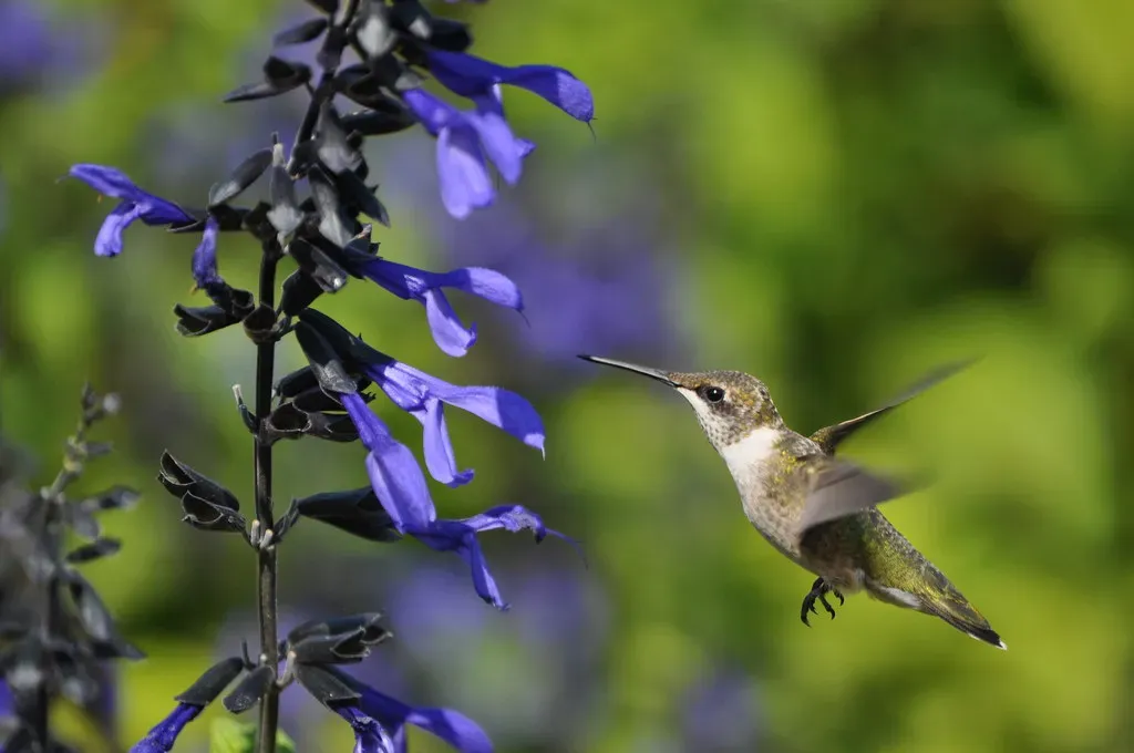 #8. They Drink Nectar at an Astonishing Rate - Visiting Far More Flowers (shock264, Flickr, CC BY 2.0)