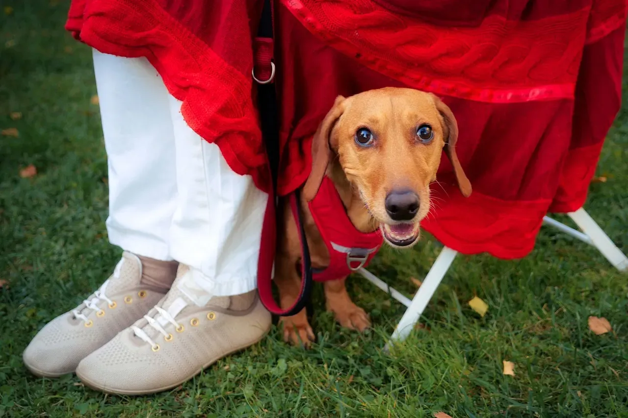 Dachshunds and Their Tenacious Curiosity (Image Credits: Pixabay)