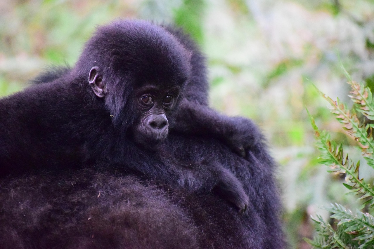 Mountain Gorillas: Gentle Giants Finding Safety (Image Credits: Pixabay)