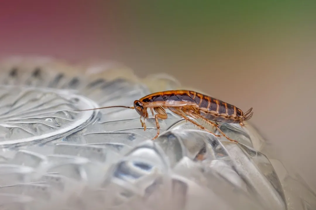 1. Constant Moisture Around Foundations and Walls (Image Credits: Unsplash)