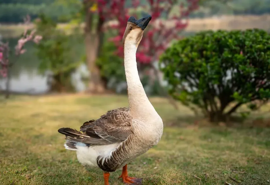 Neck Stretching: Assessing the Threat (Image Credits: Pexels)