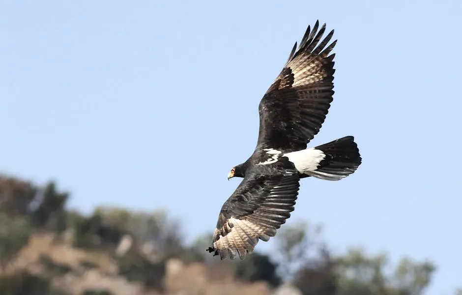 Black-and-Chestnut Eagle - Andean Foothills, South America (Image Credits: Pexels)