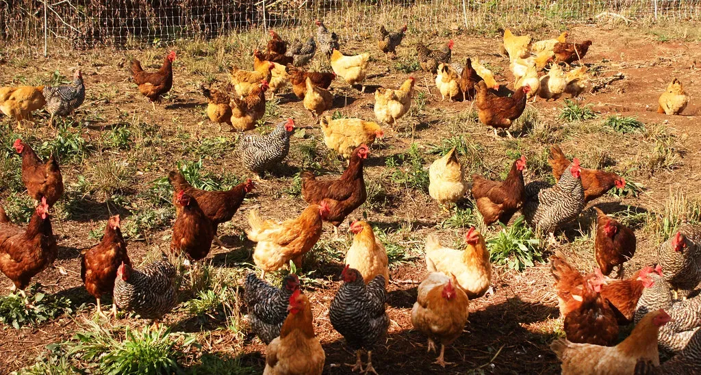 Alabama: The Southern Broiler Giant (Image Credits: Flickr)