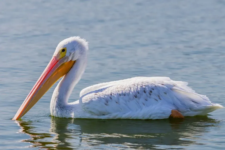 #7. American White Pelican (Image Credits: Pexels)