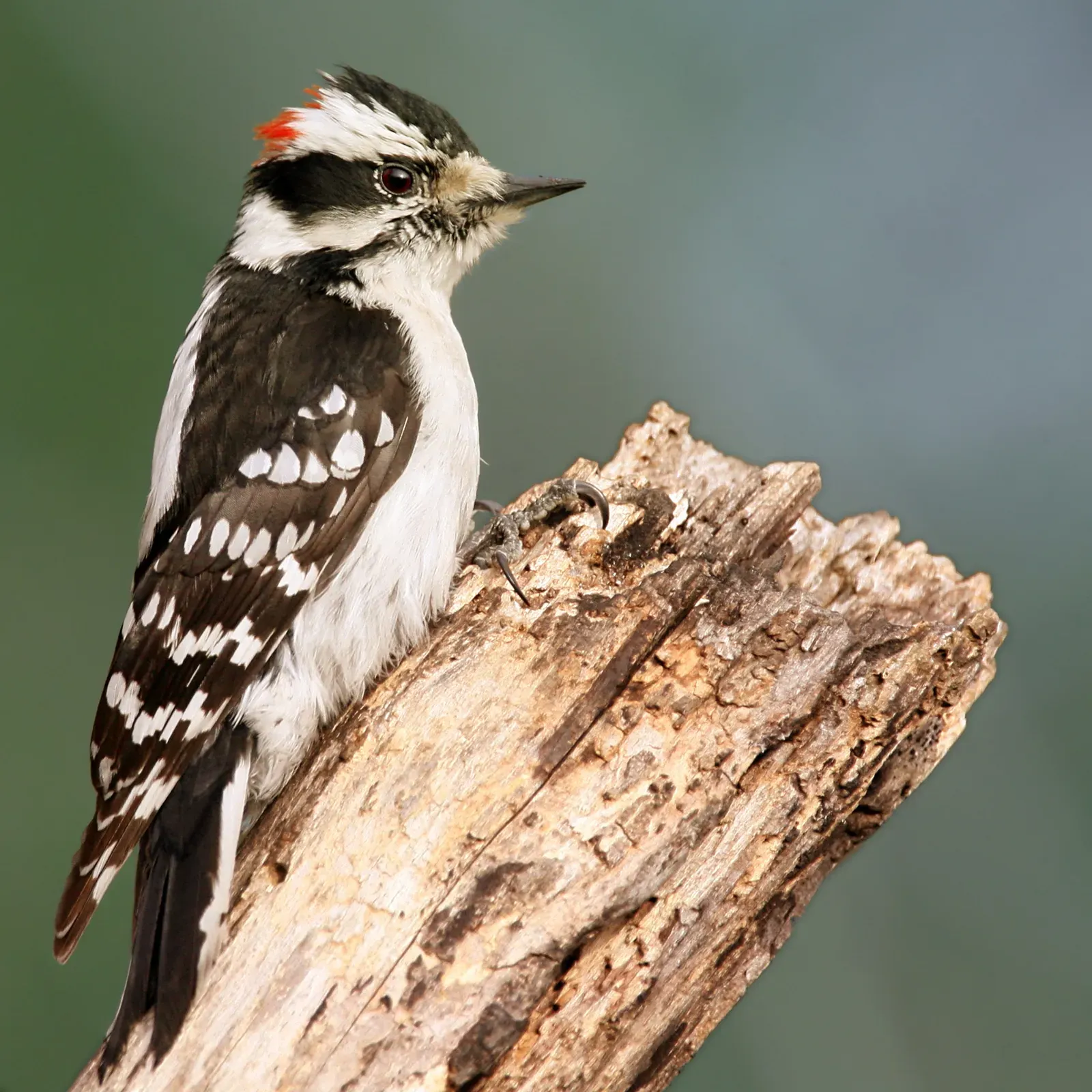 Downy Woodpecker: The Tiny Tree Tapper (Image Credits: Wikimedia)