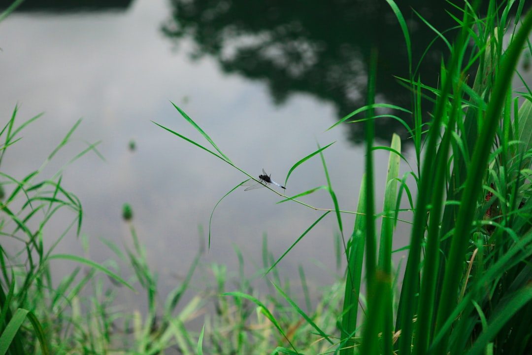 Water Management: Eliminating Breeding Grounds (Image Credits: Unsplash)